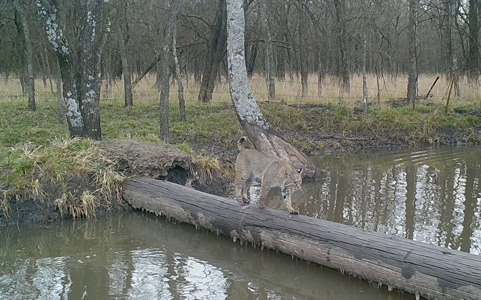 Hillside Ranch; Hunt County